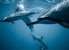 【直播】李九回复弹幕谁是KPL第一打野:钟意,我不怕被剪辑,毋庸置疑